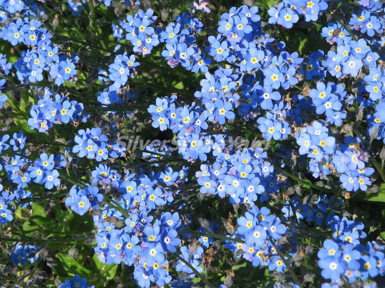 Myosotis Alpestris Seeds, About 150 Alpine Forget Me Not Mix, Ukrainian Organic Sw740