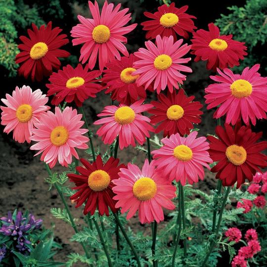 Pyrethrum Mix Flower Seeds