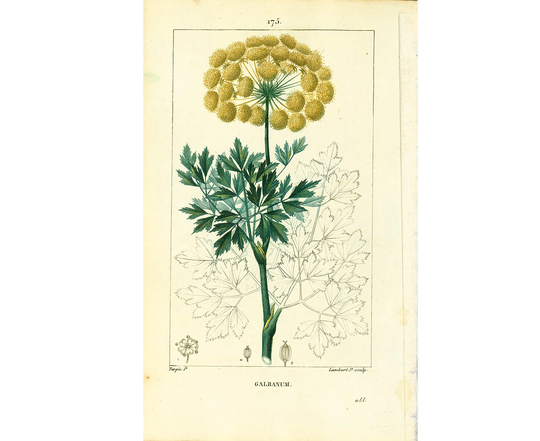 1814 Antique Galbanum Plant Botanical Medicinal Perfumery Resins Natural History Poster Wall Art Home Decor