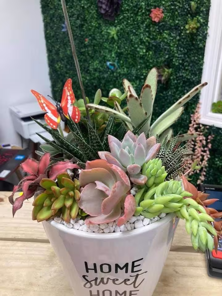 Home Sweet Ceramic Container With Live Succulent Mixture/Garden Spring Summer/ Easy Low Maintenance Arrangement Plants Cactus