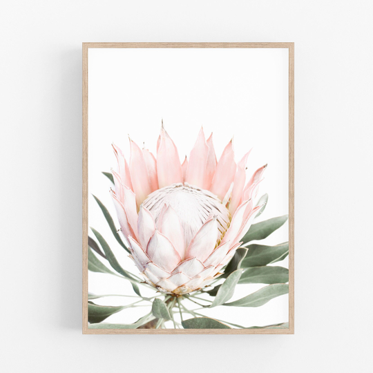 Pink King Protea Art Print