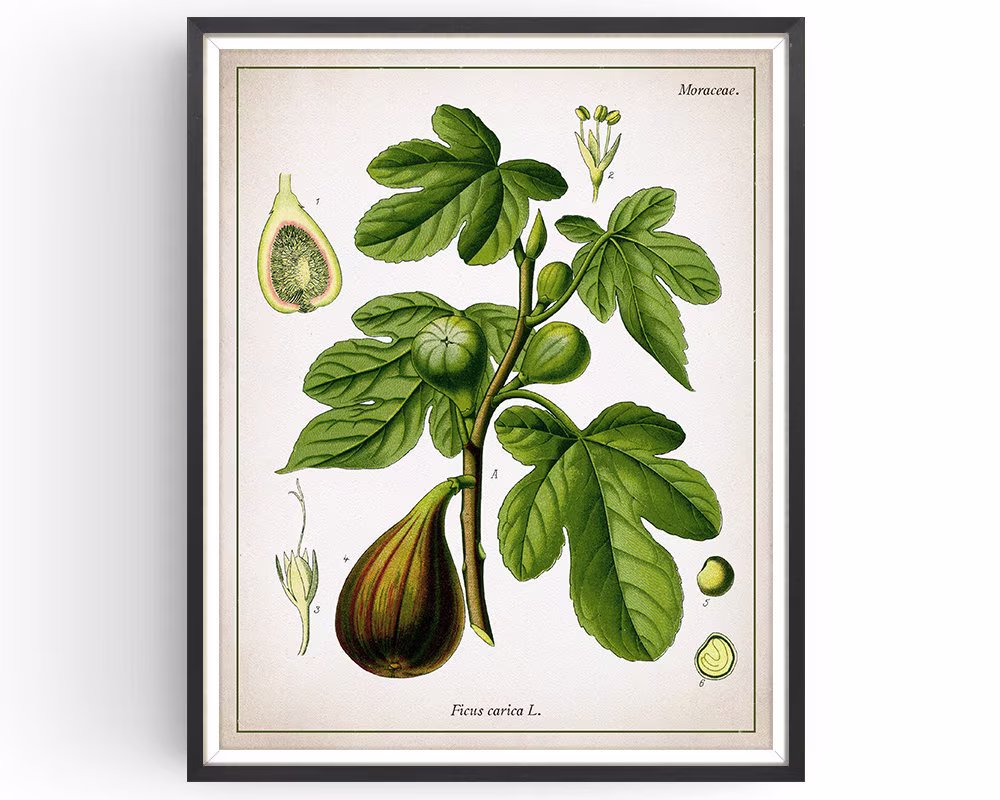 Fig Print - Botanical Vintage Fig Brown Turkey Botany Fruit Plant Kitchen Decor Unframed