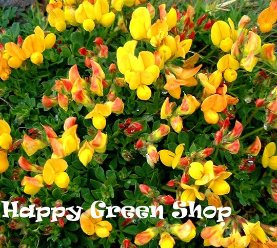 British Wild Flower - 3800 Seeds Lotus Corniculatus Birdsfoot Treefoil