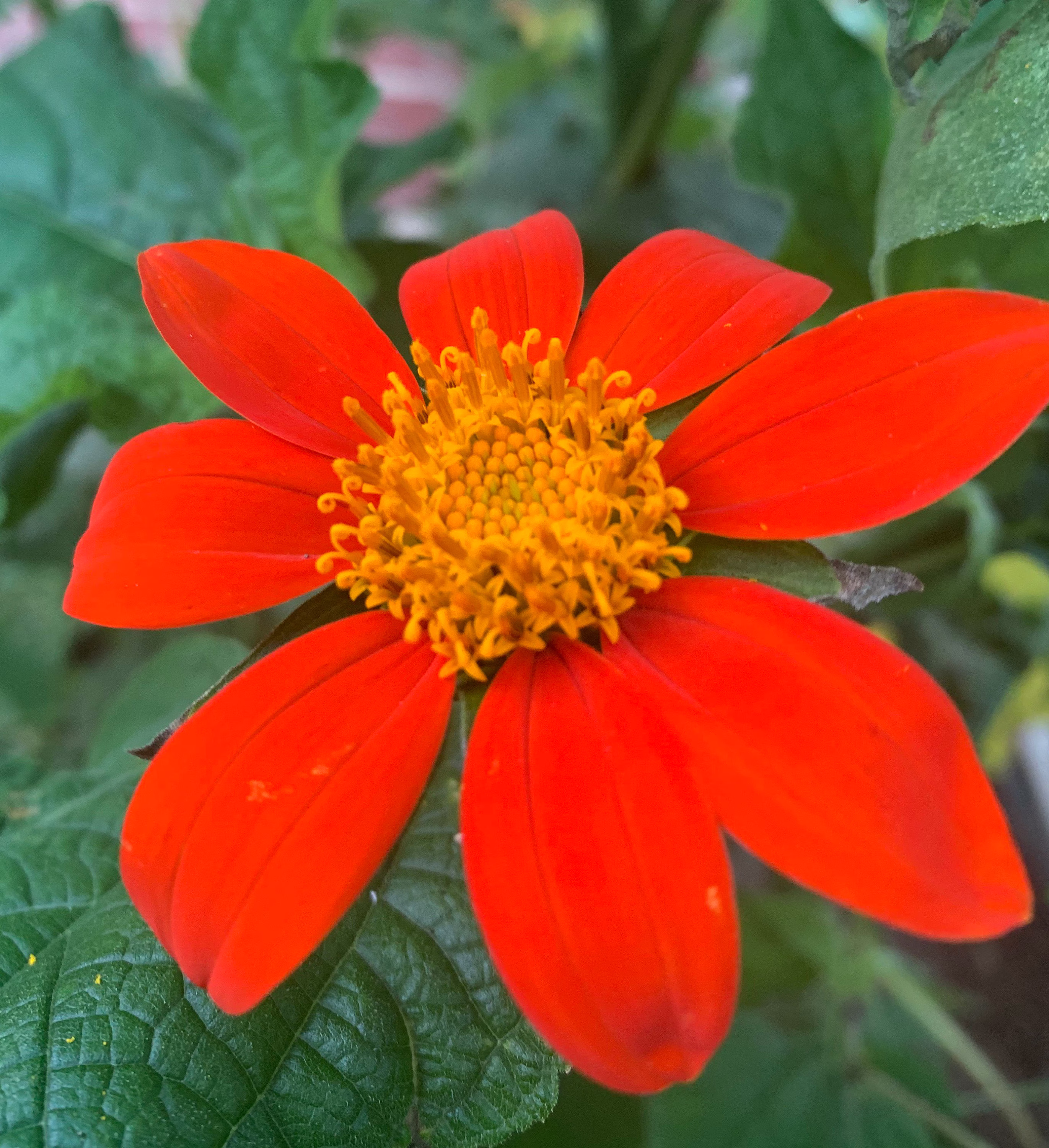 Mexican Sunflower Seeds Tithinia Torch