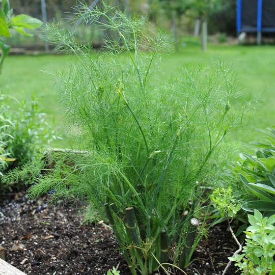 Fennel Herb Seeds Foeniculum Vulgare Variety - Approximately 1850 Organic