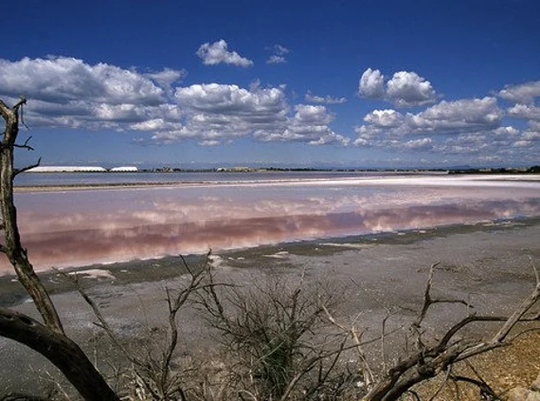 Saunier De Camargue Fleur Sel Sea Salt From The Salts Of World Collection By Merchant Spice Co