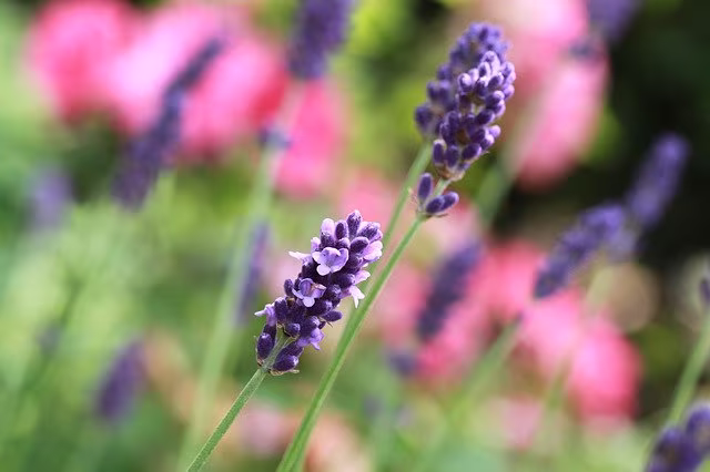 50+ Lavender