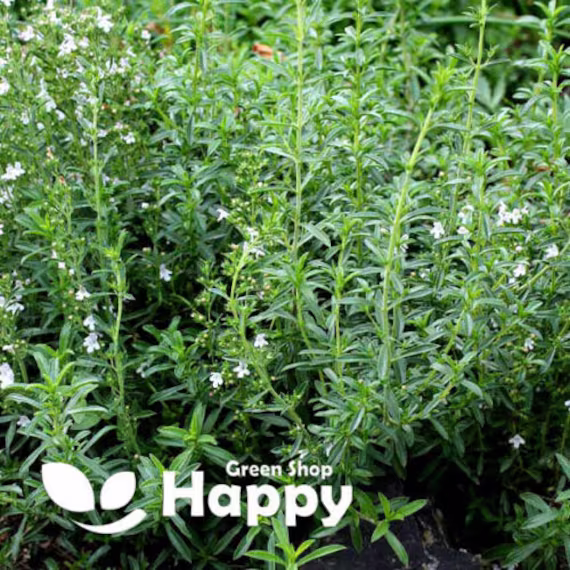 Herb - Summer Savory 2000 Seeds Seeds Satureja Hortensis