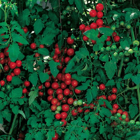 Vegetable - Tomato Cherry Sweetie 20 Premium Quality Seeds