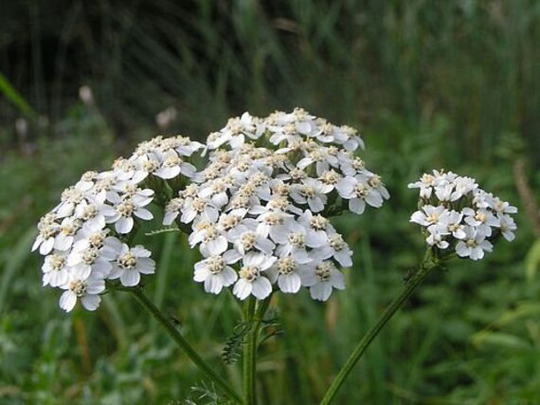 Yarrow Common Heirloom Seeds 30