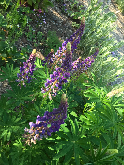 Lupinus Blue Purple Lupine | 20 Seeds, Nutritious Usps Tracking