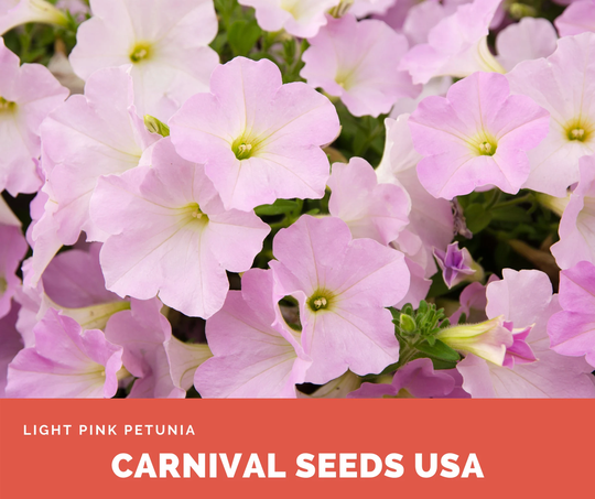Light Pink Petunia - 15 Seeds Flower