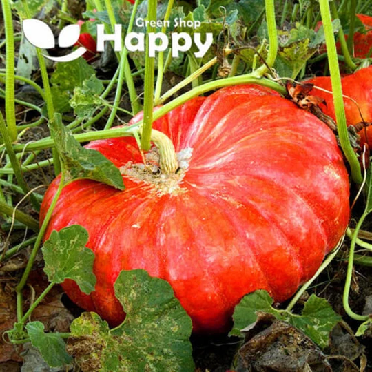 Vegetable - Pumpkin Rouge Vif D'etampes 15 Seeds Squash Cindrella Pumpkin