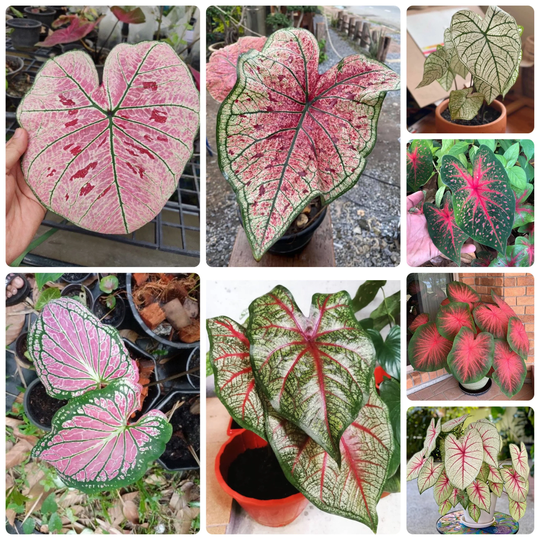 10 Seed Dragon Hearts Caladium Mixed Colors