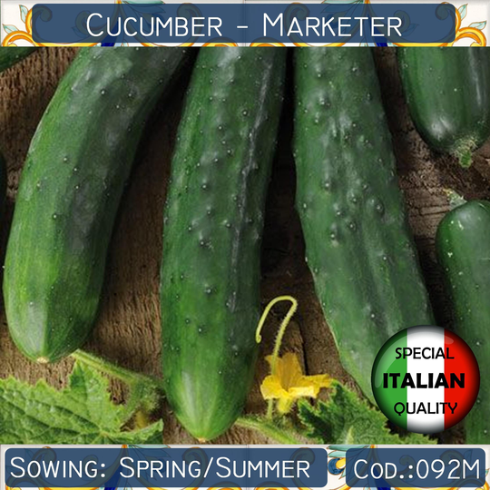 15 Cucumber Marketer Seeds, Vegetable Non Gmo #092M
