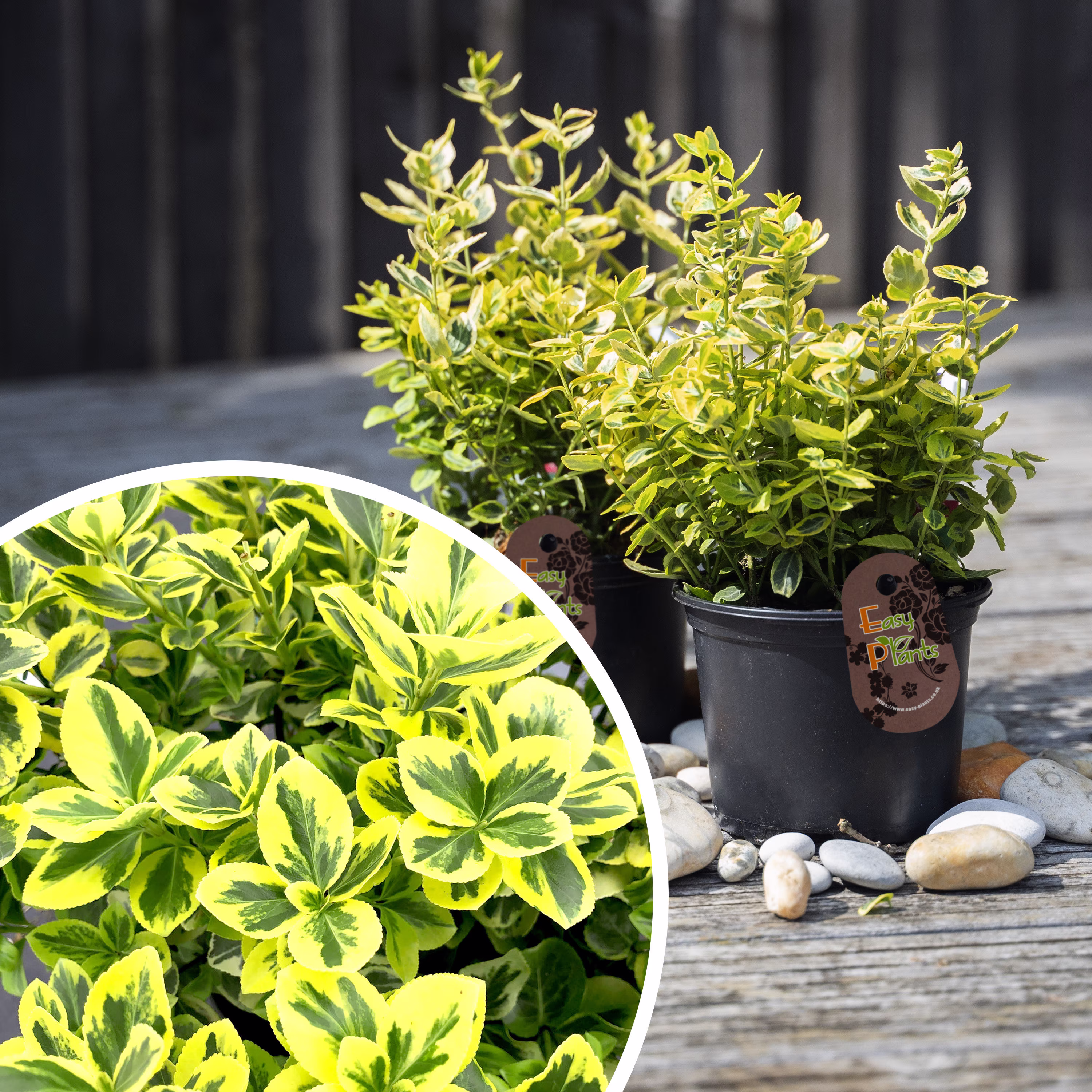 Hardy Emerald N Gold Euonymus Spindle Tree Evergreen Shrub Outdoor Garden Plant