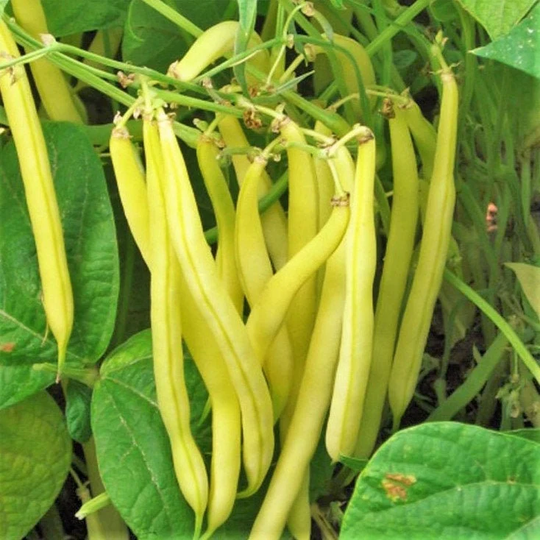 Kentucky Wonder Yellow Wax Bean Seeds | Pole | Heirloom Nongmo Stringless Butter Beans Garden Vegetable Seed Fresh 2023 Season Fast Shipping