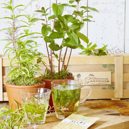 The Herb Tea Plants Gift Hamper