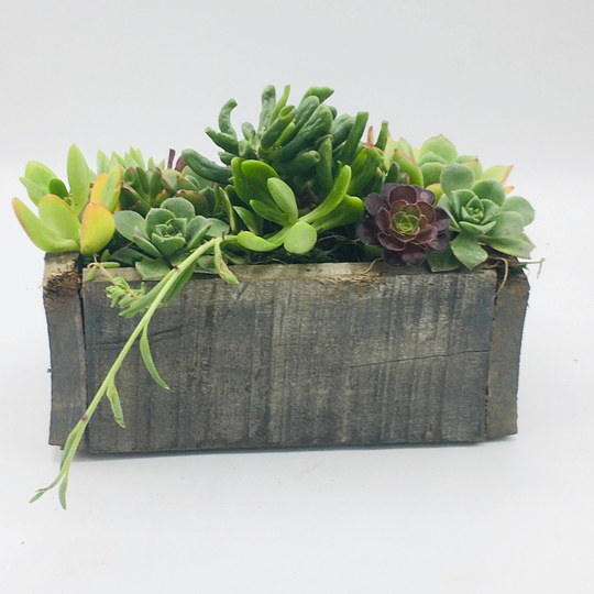 Reclaimed Wood Planter With Succulents