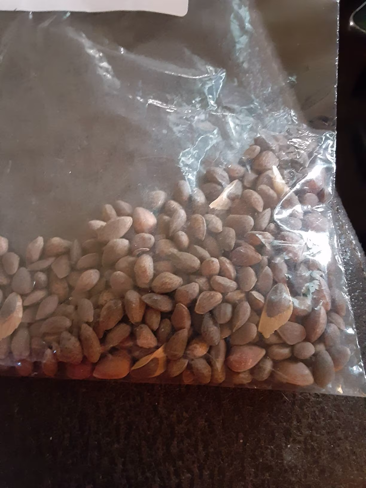 Ponderosa Pine Tree Seeds | North Plateau Pine | Pinus Subsp. Ponderosa