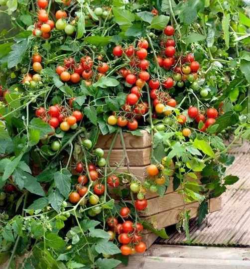Vegetable - Tomato Cherry Lizzano F1 5 Premium Quality Seeds