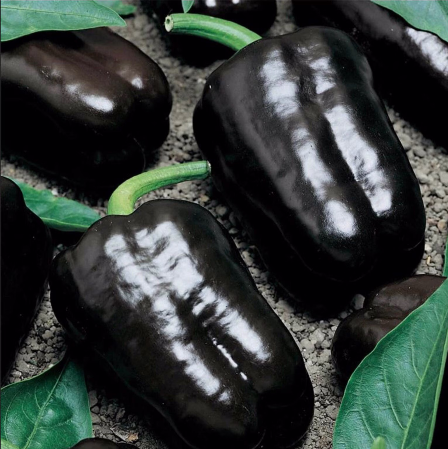 Purple Beauty Sweet Bell Pepper Seeds, Peppers, 30 Seeds // Non-Gmo, Open-Pollinated, Capsicum Annuum