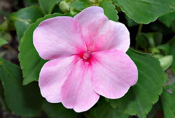 160 Seeds - Busy Lizzie Pink Touch Me Not Impatiens Walleriana Wonderful Annual Plant