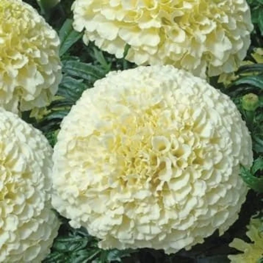 Seeds - Mexican Alaska Marigold