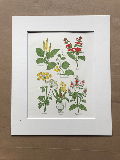 1927 Medicinal Plants Original Vintage Print - Mounted & Matted Medical Decor Health Nutrition Herbalism Available Framed
