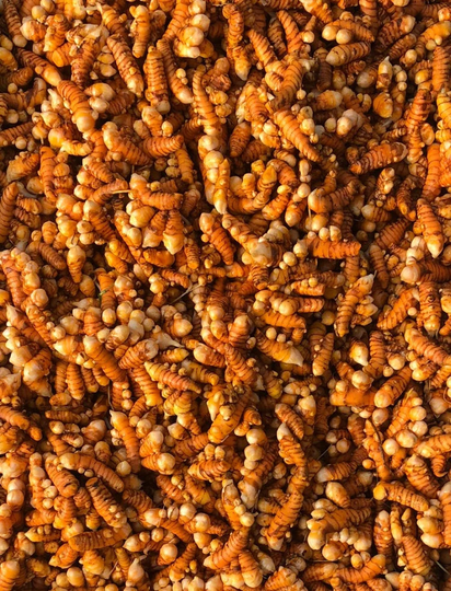 1 lb Fresh Certified Organic Turmeric - Grown in Usa