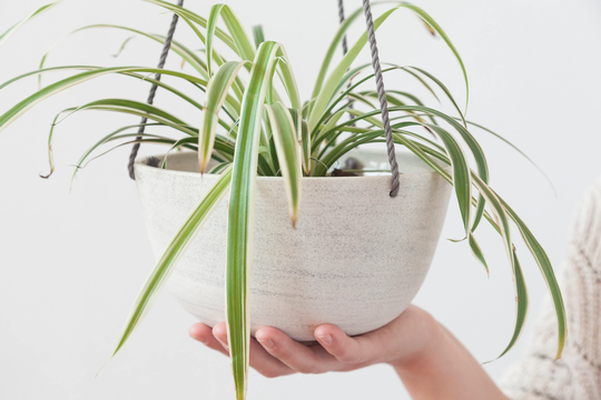 Large Plant Hanger Speckled Ceramic , White Hanging Planter Indoor Holder
