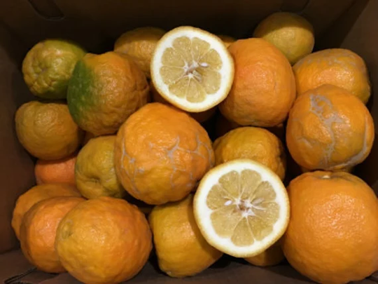 Bitter Orange Seeds