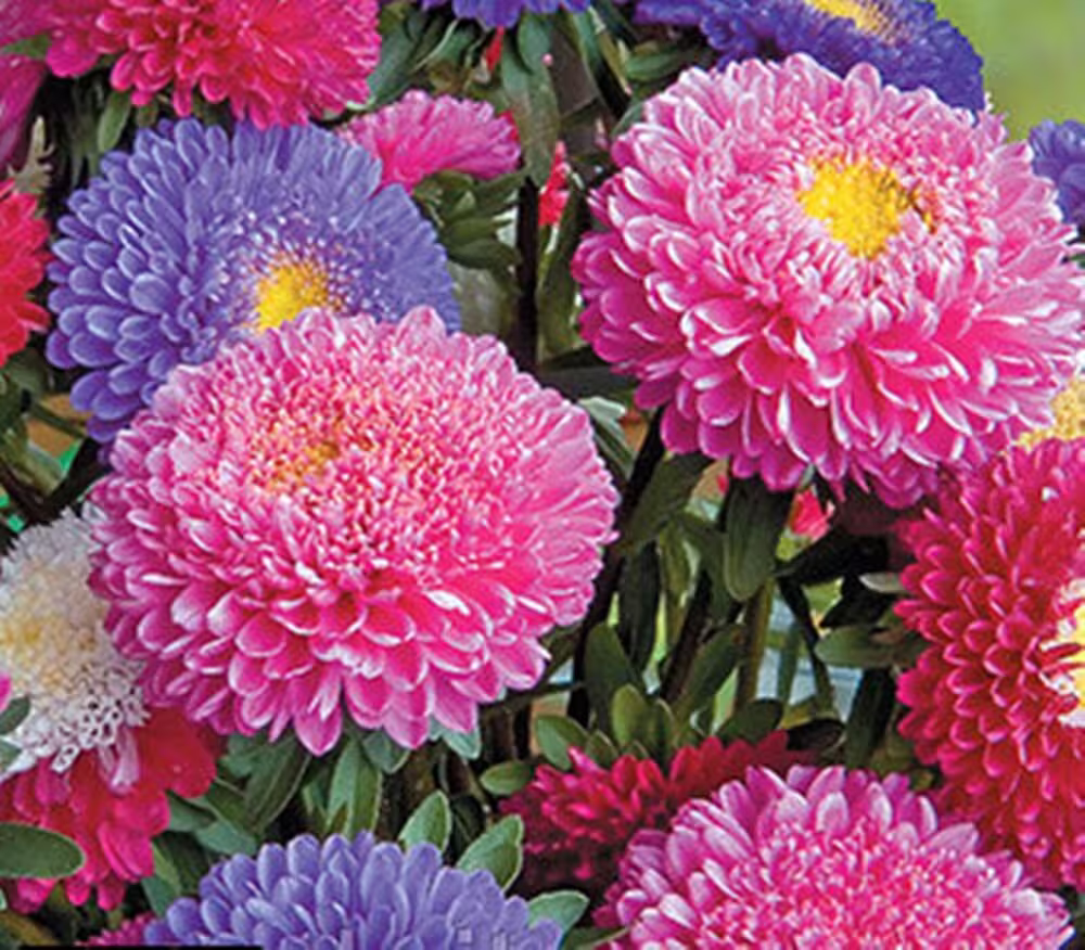 100 Aster Double Flower Seed Mix, Heirloom, Rose Purple Pink White Colors