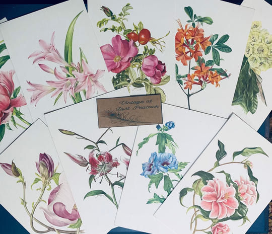 Botanical Prints Menus From Ss Kenya 1950-60