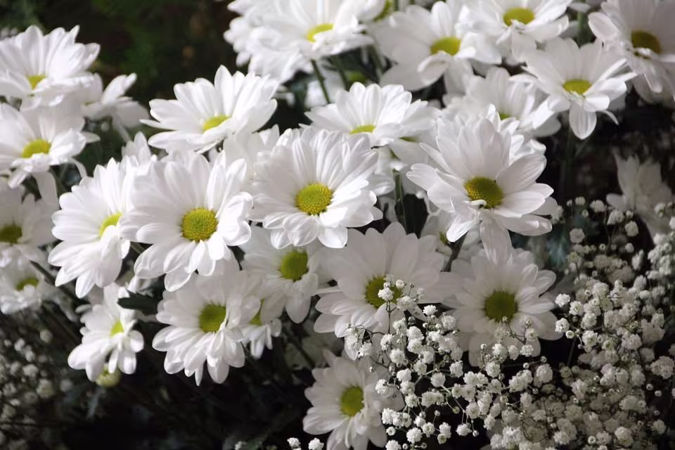 Leucanthemum - Snow Lady F1 X 20 Seeds, Hardy Perennial, Fairy Flower Seeds