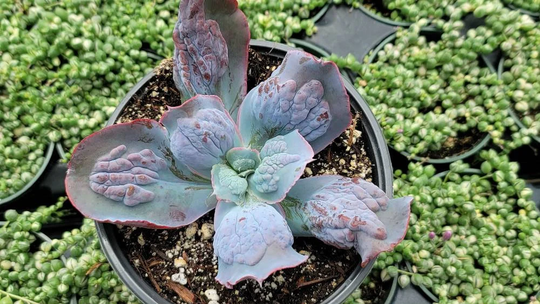 Echeveria Etna 6