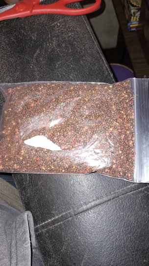 Smooth Sumac Tree Seeds