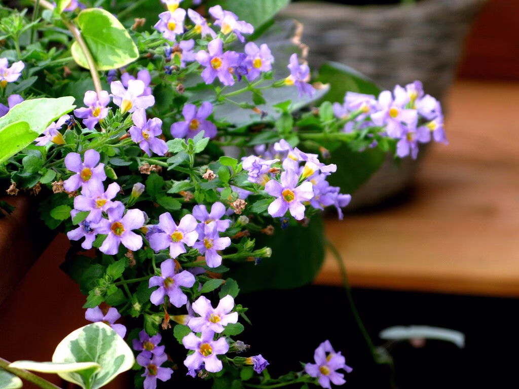 Becopa Blutopia X 10 Seeds Trailing Basket Plant
