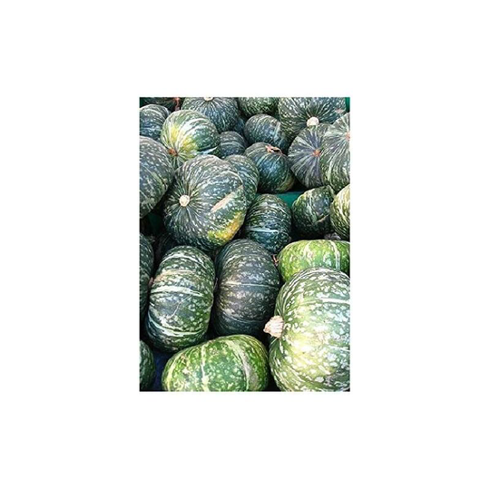 Vegetable Seeds, Pumpkin - at least 20 seeds per pack