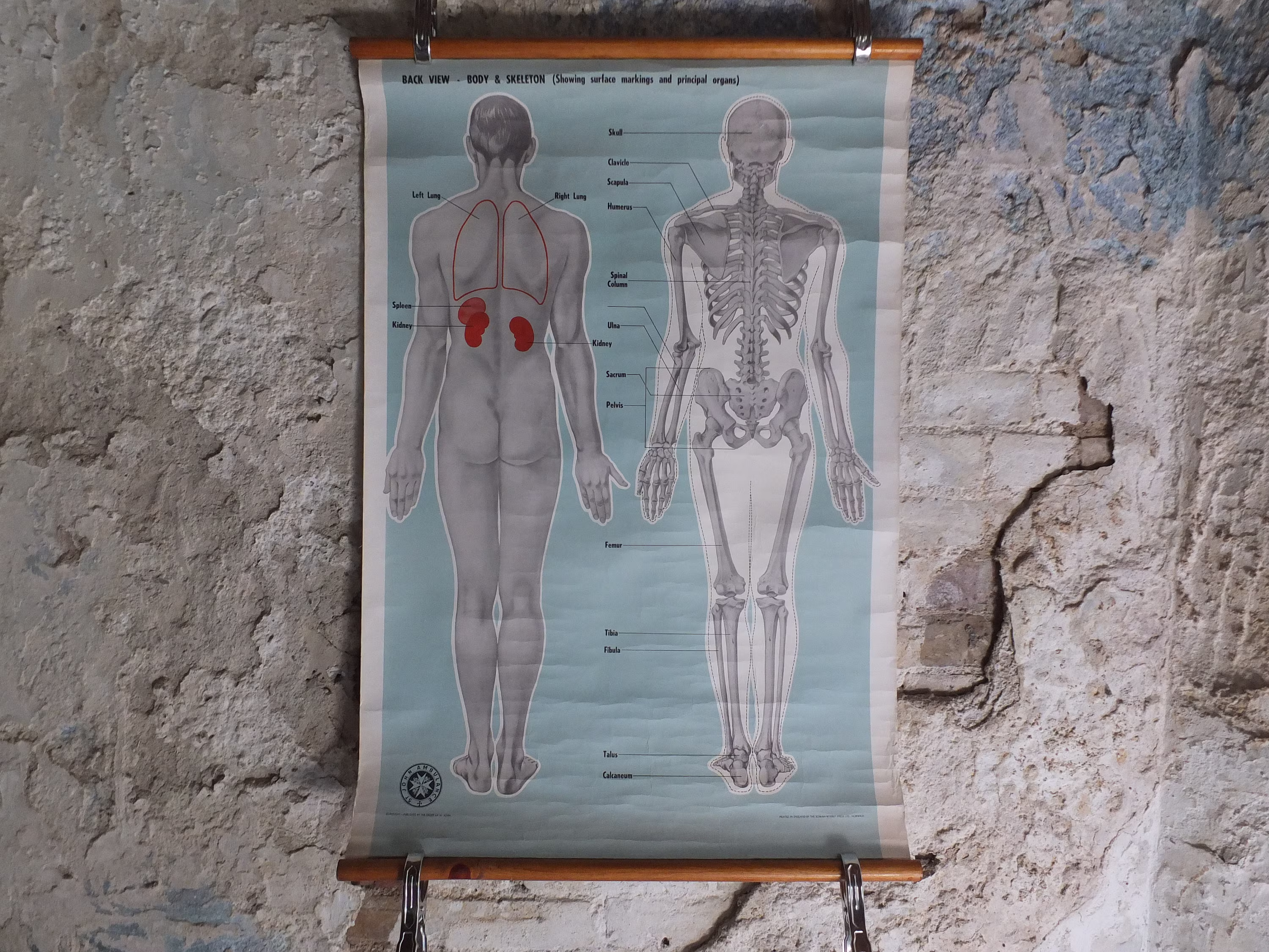 Original Vintage St Johns Ambulance Wall Chart Human Powder Blue Poster Anatomical Anatomy Biology Body Medicine Doctor Wall Art Retro 1950S