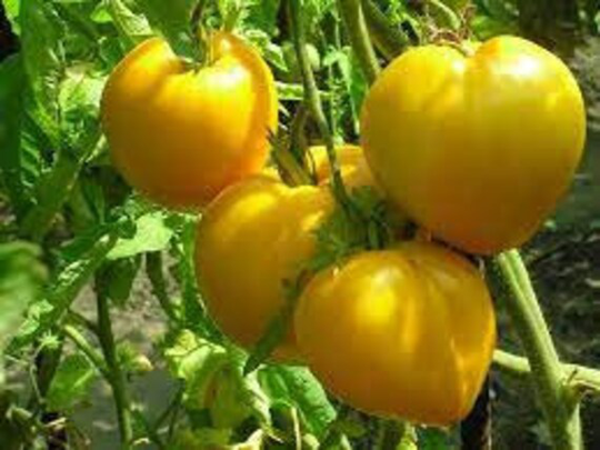 Tomato Seeds Bull Heart Gold