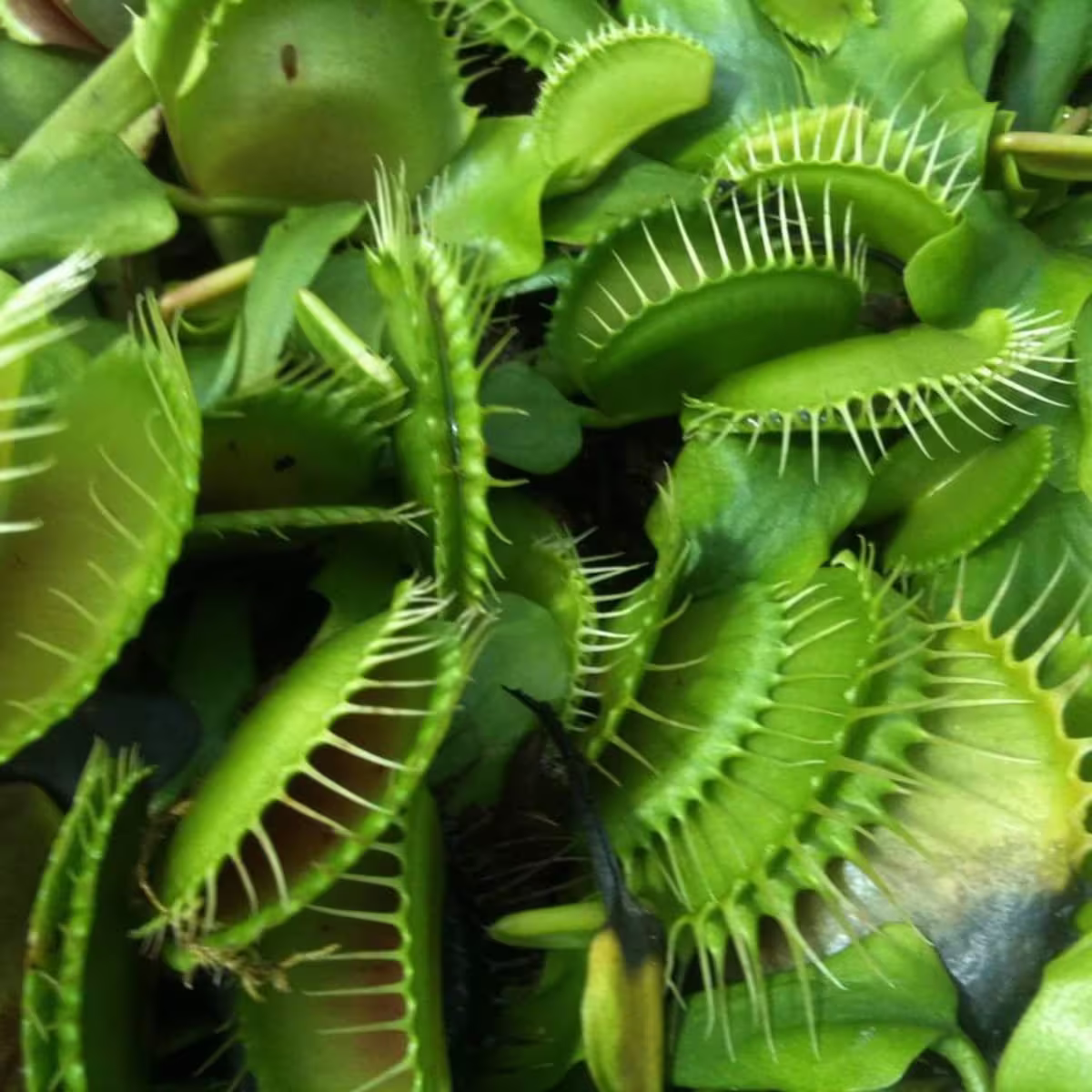 Venus Flytrap Rare Green Species Mix Dionaea Carnivorous House Plant 5 Seeds