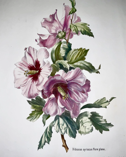 Antique Original From 1860 C Anton Hartinger | B1806 Hibiscus Stone Lithograph Hand Coloured. Folio - Botany