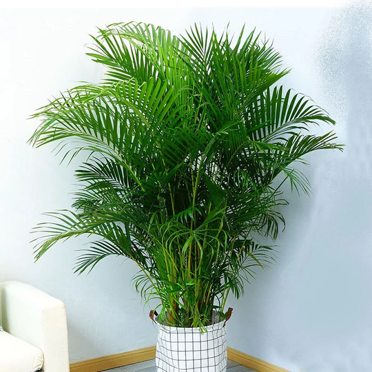 Dypsis Lutescens X5 Seeds, Attractive Palm, Indoor Foliage House Plant
