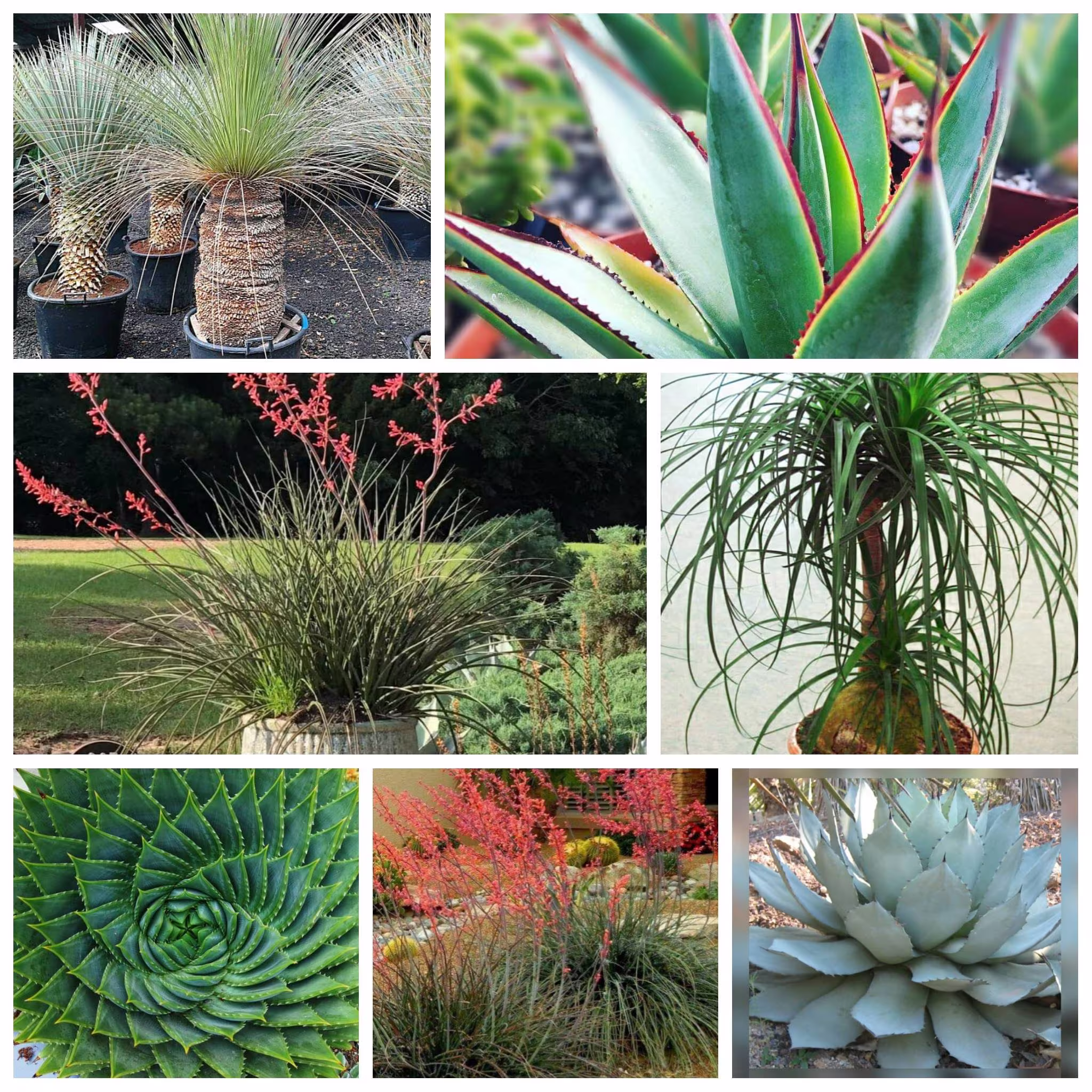 Succulent Species Mix 30 Seeds