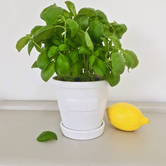 'Herbs' Hand Painted Plant Pot