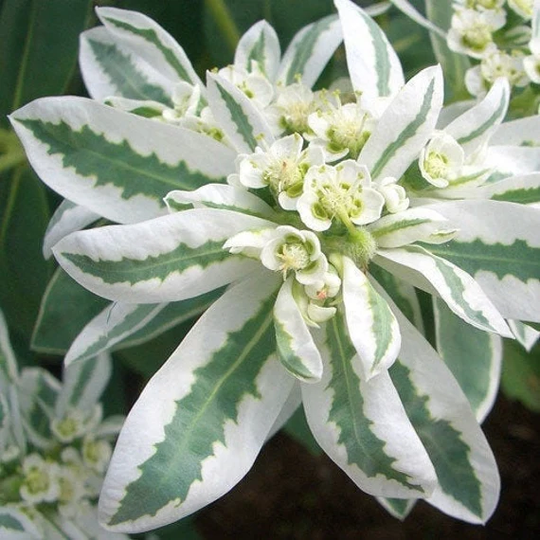 Euphorbia Marginata | Snow-On-The-Mountain, Smoke-On-The-Prairie, Variegated Spurge, Whitemargined Spurge, Gmo Free, Seeds
