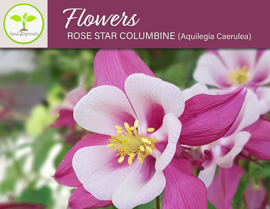 100+ Rose Star Columbine Flower Seeds, Non-Gmo