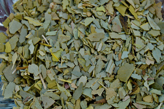 Dried Eucalyptus