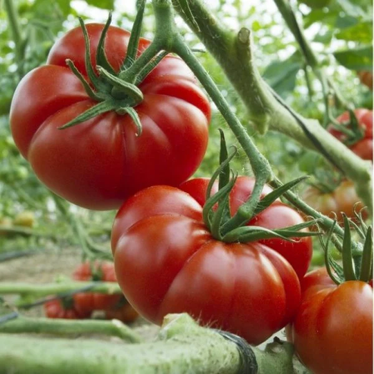 Tomato Seeds Marmande